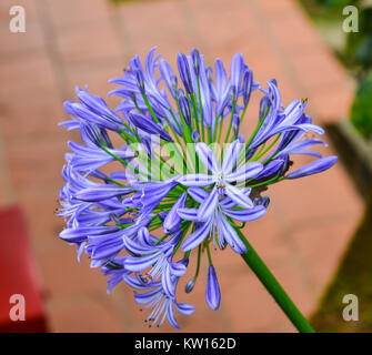 Agapanthus (Star), minuit dans le jardin de fleurs de mauve. Banque D'Images