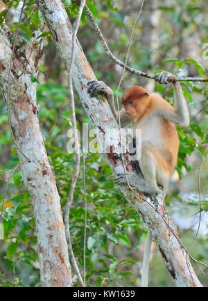 Proboscis Monkey assis sur un arbre dans la forêt verte sauvage sur l'île de Bornéo. Le proboscis monkey (Nasalis larvatus) ou singe bec long, connu Banque D'Images