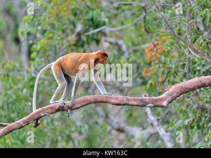 Sauter sur un arbre Proboscis Monkey dans la forêt verte sauvage sur l'île de Bornéo. Le proboscis monkey (Nasalis larvatus) ou singe bec long, connu Banque D'Images