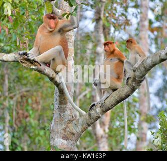 Famille de singes nasiques assis sur un arbre dans la forêt verte sauvage sur l'île de Bornéo. Le proboscis monkey (Nasalis larvatus) ou mon bec long Banque D'Images