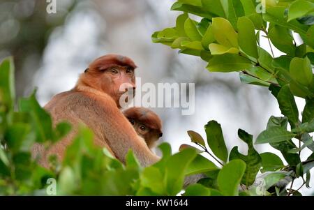 Une femelle singe proboscis (Nasalis larvatus) avec un cub dans un habitat naturel. Singe bec long, connu sous le nom de bekantan en Indonésie. Endémique à la sou Banque D'Images