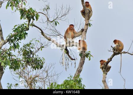 Famille de singes nasiques assis sur un arbre dans la forêt verte sauvage sur l'île de Bornéo. Le proboscis monkey (Nasalis larvatus) ou mon bec long Banque D'Images