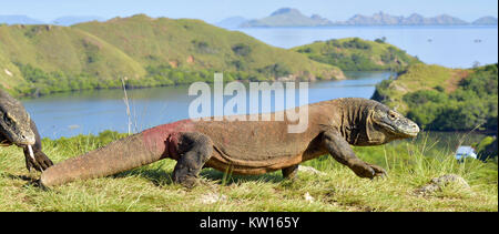 Dragon de Komodo (Varanus komodoensis) dans l'habitat naturel. Plus gros lézard vivant dans le monde. Île de Rinca. L'Indonésie. Banque D'Images