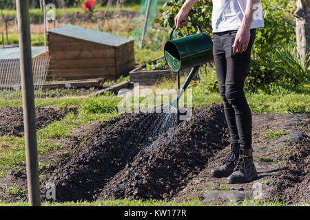 Un jardinier homme portant un tshirt blanc jeans skinny et dr marten boots d'arroser les pommes de terre des lits surélevés avec un étain vert arrosoir dans le jardin. Banque D'Images