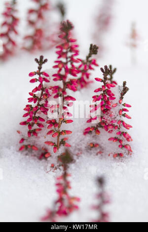 Fleurs rose de bruyère (Erica sp.) les nouvelles à travers la neige Banque D'Images