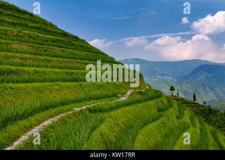 Belle vue sur les terrasses de riz de Longsheng près du village de Dazhai dans la province de Guangxi, Chine ; Concept pour voyager en Chine Banque D'Images
