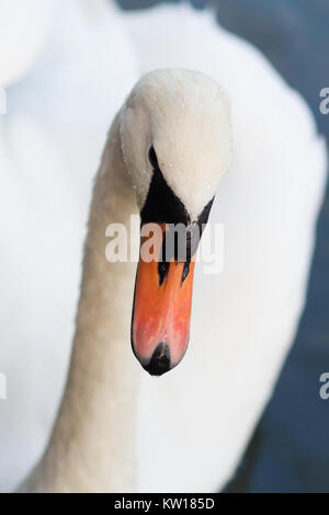 Swan élégant dans l'eau avec juste Banque D'Images