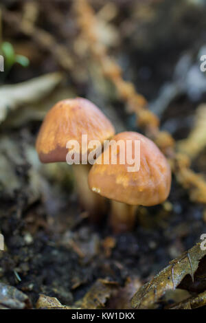 Petits champignons dans une forêt de châtaigniers. Banque D'Images