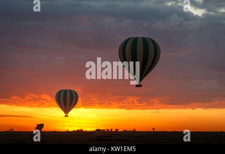 Ballons à air chaud pour le visionnement de jeu safari excursions se lever au-dessus de la savane au matin avec un colouful dramatique, sunrise, Masai Mara, Kenya Banque D'Images