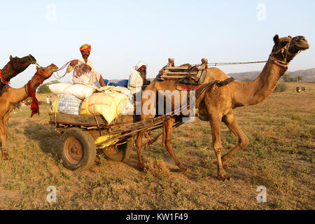 Commerçants sur un chameau chameau panier avec leur troupeau au cours de l'assemblée annuelle de chameau de Pushkar fair, Pushkar, Rajasthan, India Banque D'Images