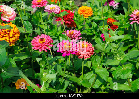 Arrière-plan de belles fleurs zinnias Banque D'Images