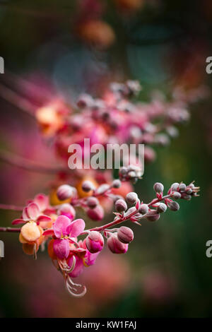 Cassia marginata (rouge Douche Arbre) en pleine floraison dans la région de Cairns, Queensland, Australie. Close-up de fleurs en premier plan, arrière-plan flou Banque D'Images