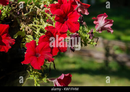 Des fleurs en forme de cône rouge de propagation de pétunia (Petunia hybrida) Banque D'Images