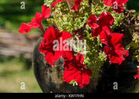 Des fleurs en forme de cône rouge de propagation de pétunia (Petunia hybrida) Banque D'Images