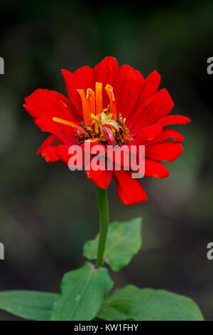 Fleur rouge aux couleurs vives de la jeunesse et de l'âge (Zinnia elegans) Banque D'Images