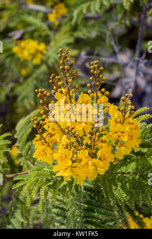 Les fleurs de l'arbre jaune flamme (Peltophorum pterocarpum) Banque D'Images