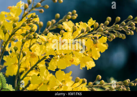 Fleurs de flamme jaune (Peltophorum pterocarpum) Banque D'Images