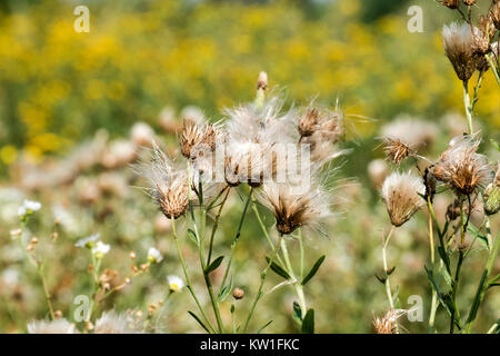 Champ de peluches après la fleur de chardon des champs (Cirsium arvense) Banque D'Images