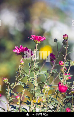 Fleurs lilas de hardy maman jardin éclairé par les rayons du soleil (Chrysanthemum morifolium) Banque D'Images