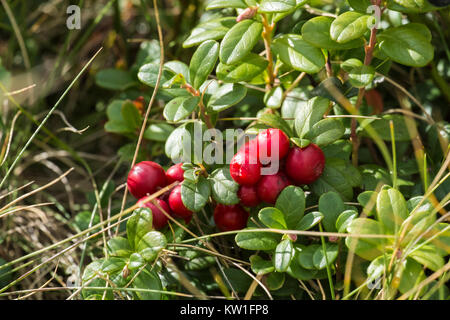 Les baies mûres de l'airelles des Carpates (Vaccinium vitis-idaea) Banque D'Images