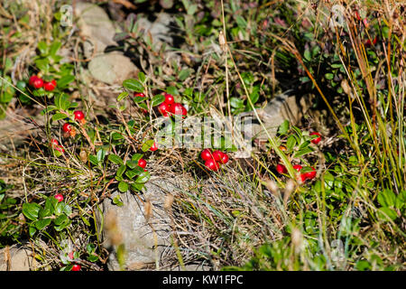 Les baies mûres de l'airelles des Carpates (Vaccinium vitis-idaea) Banque D'Images