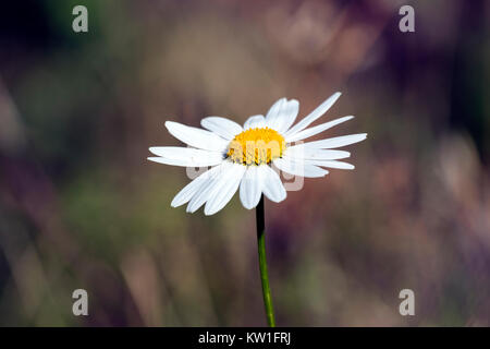 White oxeye daisy sur un fond violet floue (Leucanthemum vulgare) Banque D'Images