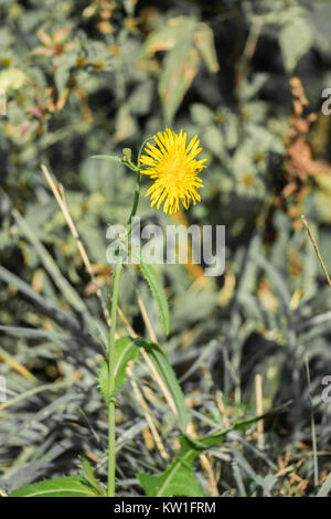 Fleur jaune d'sowerby hawk's-beard (Crepis vesicaria) Banque D'Images