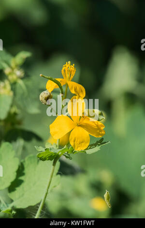 Fleurs jaunes de plus grande chélidoine sur fond flou (Chelidonium majus) Banque D'Images