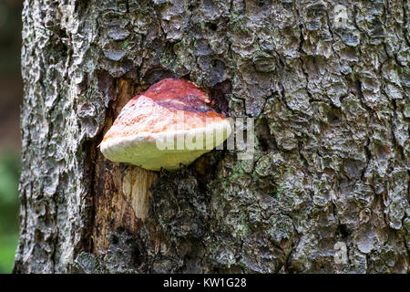 Ceinture rouge conk champignon poussant sur un tronc d'un sapin (Fomitopsis pinicola) Banque D'Images