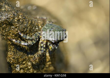 Crabe sur rocher Banque D'Images