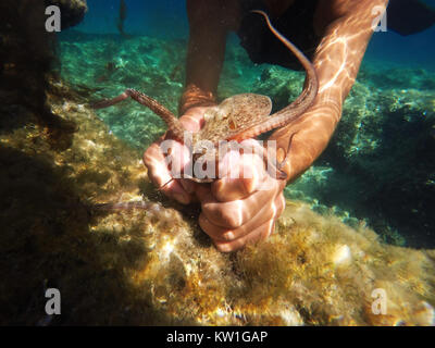 Petites pieuvres pris avec les mains dans la mer Adriatique. Banque D'Images