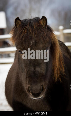 Head shot of an Icelandic Horse mare en hiver Banque D'Images