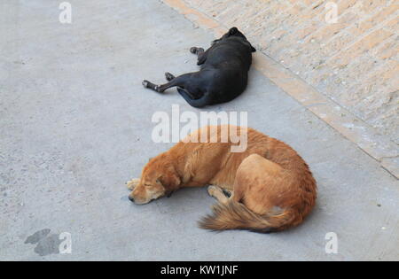 Chien errant dormir sur street Jodhpur Inde Banque D'Images