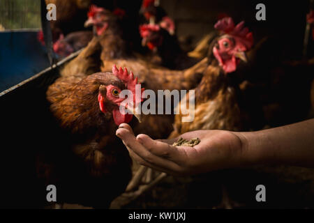 Se nourrit de poulet poulet indigène,à la main. Banque D'Images