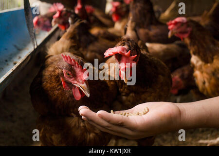 Se nourrit de poulet poulet indigène,à la main. Banque D'Images