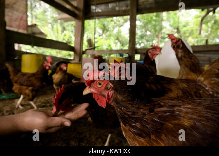 Se nourrit de poulet poulet indigène,à la main. Banque D'Images