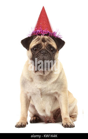 Cute Pug dog with hat sur fond blanc Banque D'Images