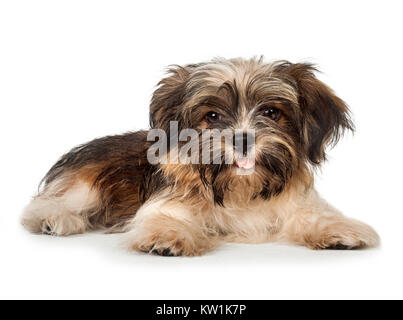 Une belle pose smiling dark chocolate havanese puppy dog Banque D'Images