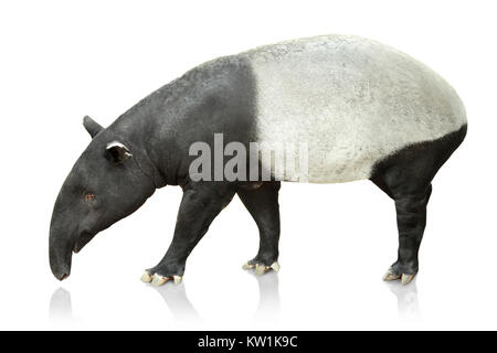 Portrait de tapir sur fond blanc Banque D'Images