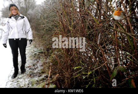 Affetside, Bury. Dec 29, 2017. Météo France : A Winter Wonderland scène comme la neige recouvre le sol autour les mots Country Park à Bolton, Lancashire. Robin pose dans la haie. Photo par : Paul Heyes/Alamy Live News Banque D'Images