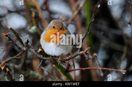 Affetside, Bury. Dec 29, 2017. Météo France : A Winter Wonderland scène comme la neige recouvre le sol autour les mots Country Park à Bolton, Lancashire. Un merle pose dans la haie. Photo par : Paul Heyes/Alamy Live News Banque D'Images