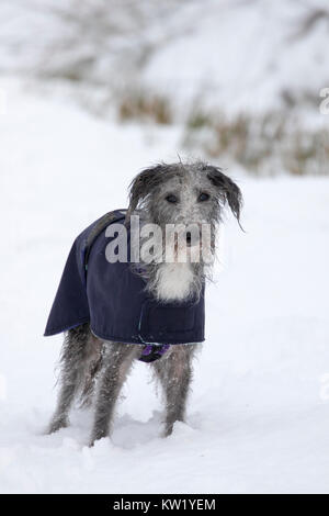 Denbighshire, UK. Dec 29, 2017. Météo britannique. Une vague de froid avec de la neige provoque des perturbations pour de nombreuses régions du nord de l'Angleterre, Pays de Galles, et l'Écosse comme l'whipet joby cross bénéficie le temps hivernal autour de Llyn Brenig dans Denbighshire Crédit : DGDImages/Alamy Live News Banque D'Images