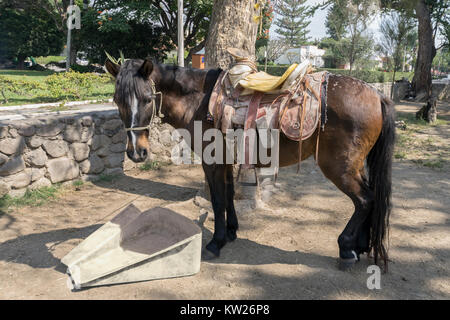 Cheval avec selle, Camino Real, Ajijic, le lac Chapala, Mexique Banque D'Images