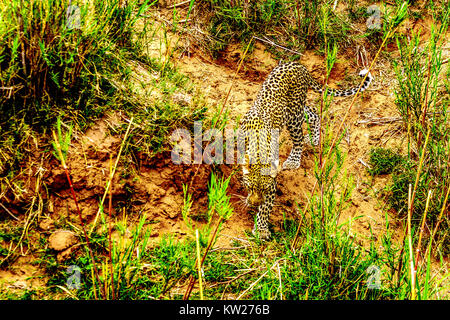 Close Up of a Leopard en itinérance le long de la rivière Olifants. Vu de près de la rivière Safari Boat près de la ville de Phalaborwa en Kruger National Park i Banque D'Images