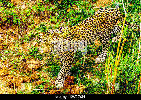 Close Up of a Leopard en itinérance le long de la rivière Olifants. Vu de près de la rivière Safari Boat près de la ville de Phalaborwa en Kruger National Park i Banque D'Images