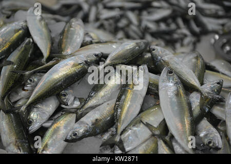 Le poisson frais à la vente à la marché aux poissons Deira à Dubaï Banque D'Images