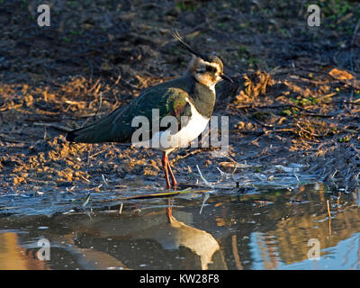 Le mâle en plumage d'hiver au bord de l'eau permanent Banque D'Images