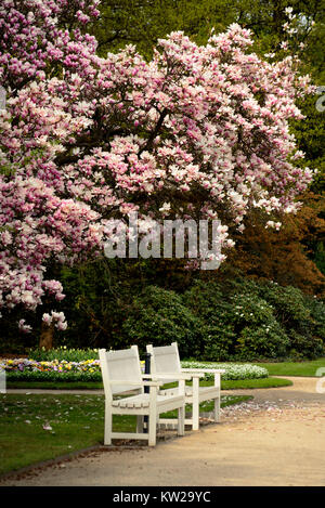 Magnoliaceae Magnolia, magnolia, dans le grand jardin, Dresde, Magnolie Magnolie im Großen Garten Dresden Banque D'Images