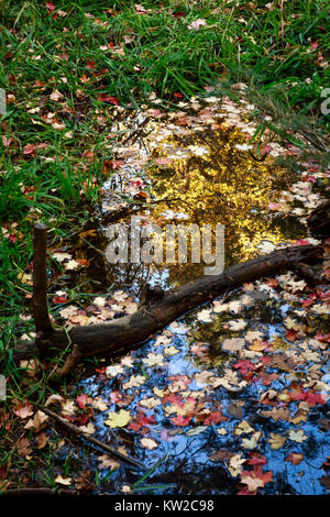 Les feuilles tombées créer un cadre de saison pour cette réflexion dans un étang à Bear Wallow dans les montagnes Santa Catalina près de Tucson, en Arizona. Banque D'Images