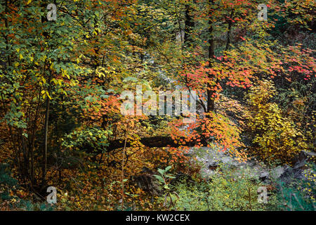 Un chemin forestier vous guide à travers une explosion de couleurs d'automne dans la région de Bear Wallow. Montagnes Santa Catalina près de Tucson, en Arizona. Banque D'Images